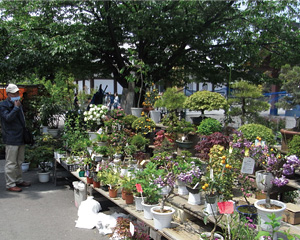 池上本門寺 植木市