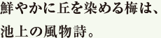 鮮やかに丘を染める梅は、池上の風物詩。